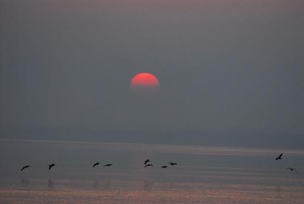 Sundarbans: An ecosystem unto itself